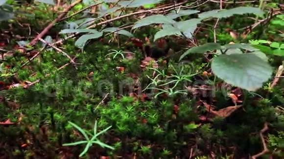 绿色苔藓宏观在森林中特写细节视频的预览图