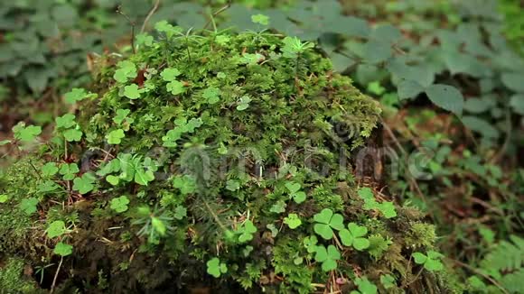 绿色苔藓宏观在森林中特写细节视频的预览图