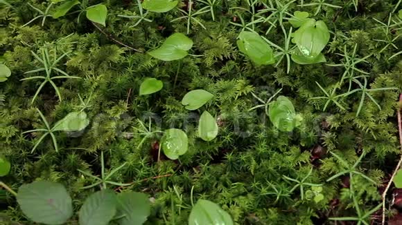 绿色苔藓宏观在森林中特写细节视频的预览图