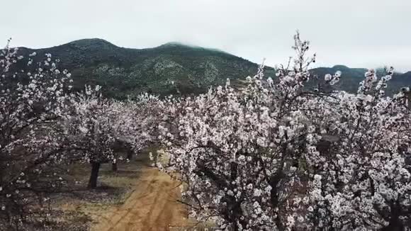杏仁在阿利坎特省开花于2018年2月西班牙视频的预览图