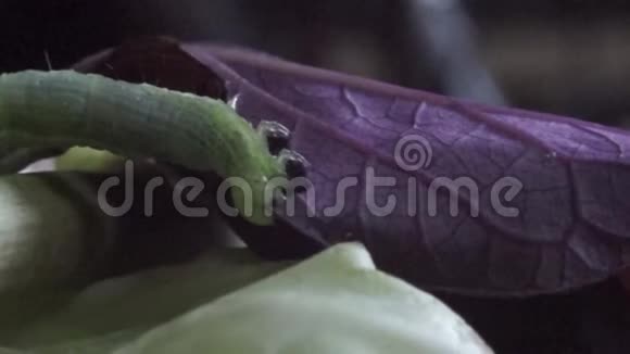 以叶茎为食的绿色毛毛虫视频的预览图