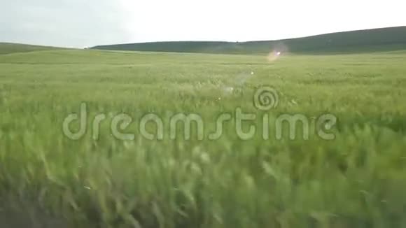 美丽的小麦景观视频的预览图