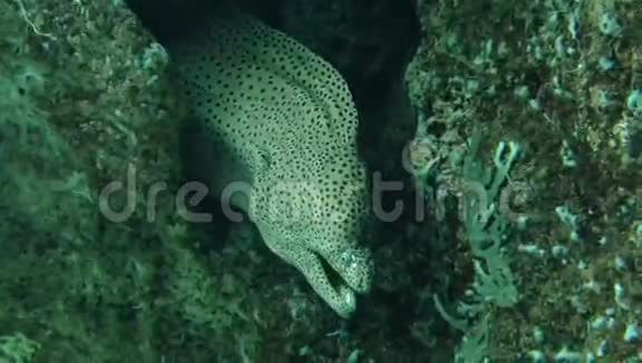 海底珊瑚礁中的莫雷艾尔视频的预览图