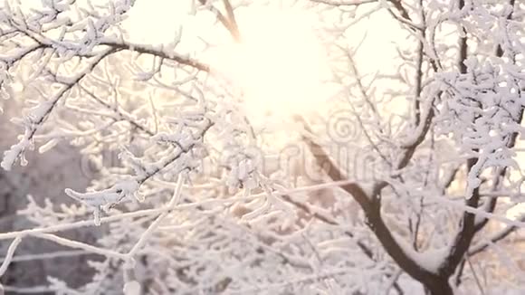 冬天的雪天里有树枝视频的预览图