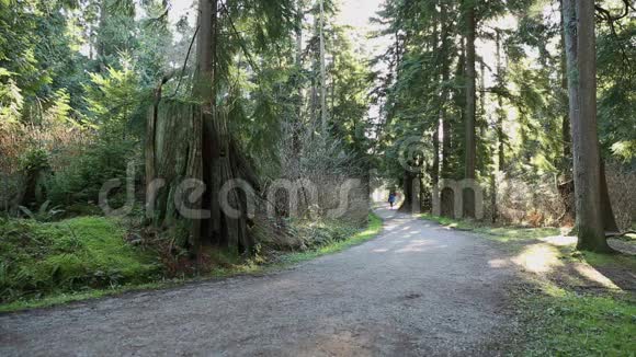 斯坦利公园森林小径温哥华视频的预览图