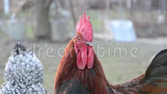 斯洛伐克农场里五颜六色的公鸡视频的预览图