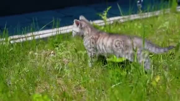 小玩灰猫在草地上玩耍和奔跑视频的预览图