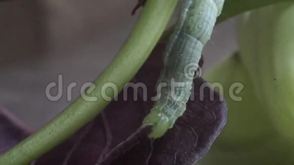 以叶茎为食的绿色毛毛虫视频的预览图