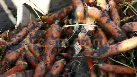 新鲜胡萝卜的加工视频的预览图