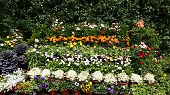 印度北方邦阿格拉植物苗圃中的各种花卉视频的预览图