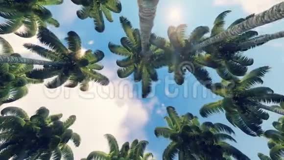 在绿色丛林中穿过棕榈树视频的预览图