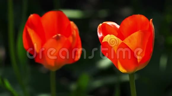 红色郁金香的特写在自然环境中拍摄的录像视频的预览图