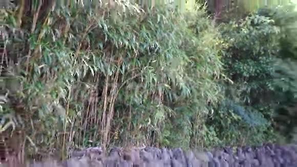 韩国济州Hallim公园的竹树和石视频的预览图