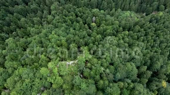 森林中夏季绿树的鸟瞰图视频的预览图