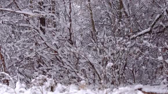 覆盖着大雪的树木视频的预览图
