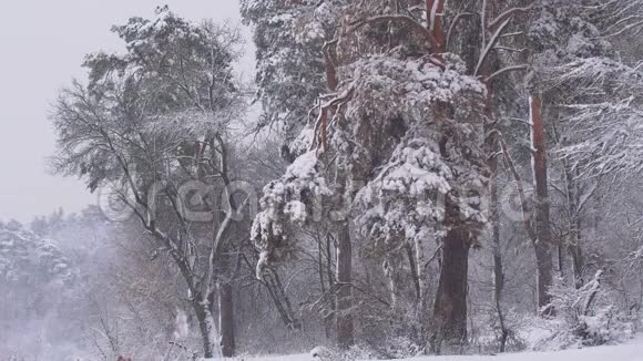 覆盖着大雪的树木视频的预览图