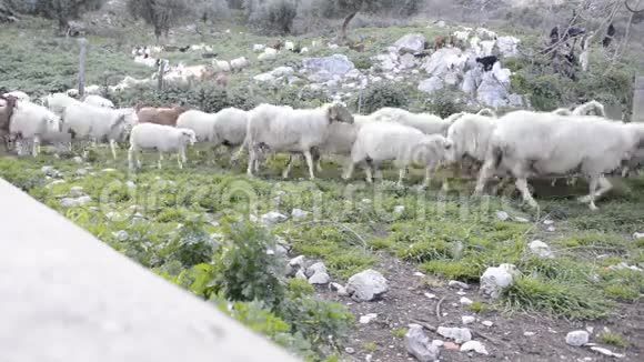 绵羊和山羊在羊群中他们回到褶皱视频的预览图