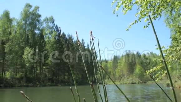 美丽的森林湖视频的预览图