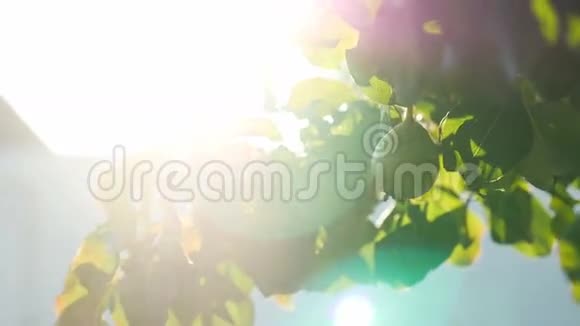 梨树枝阳光耀眼美丽的视频视频的预览图