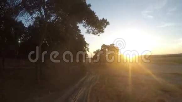 飞行景观松林夕阳西下视频的预览图