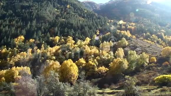 美丽的秋景有金色的树木和群山拍摄视频的预览图