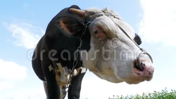 灰牛和白牛在草地上放牧在天空背景上嗅出相机的味道慢动作视频的预览图
