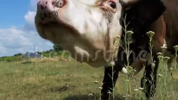 美丽的灰白牛在天空背景下的草地上放牧并闻到相机的味道视频的预览图