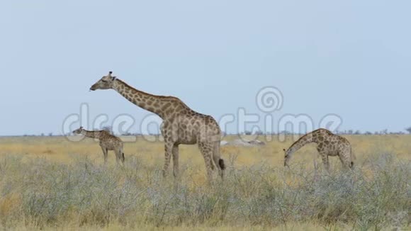 长颈鹿放牧纳米比亚非洲野生动物视频的预览图