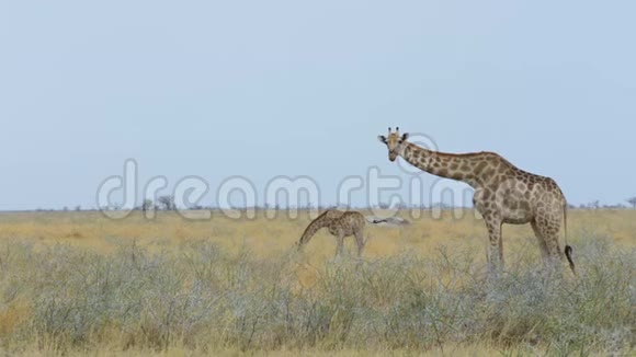 长颈鹿放牧纳米比亚非洲野生动物视频的预览图