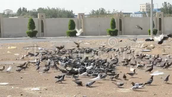 吉达市的一群鸽子视频的预览图