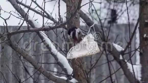 啄木鸟在树上吃食物视频的预览图