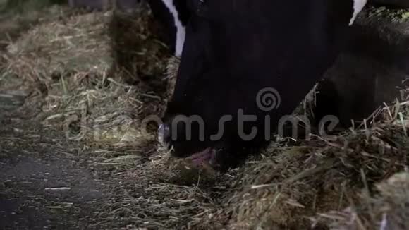 家畜在谷仓吃干草的特写镜头在农场放牧的牛视频的预览图