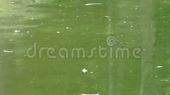 湖泊或池塘中受污染的水视频的预览图