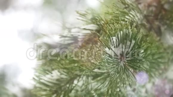 松林中的冬日仙境视频的预览图