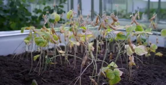 大豆大棚无土栽培蔬菜温室植物行生长LED灯室内农场视频的预览图