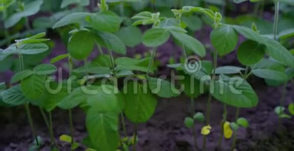 大豆大棚无土栽培蔬菜温室植物行生长LED灯室内农场视频的预览图