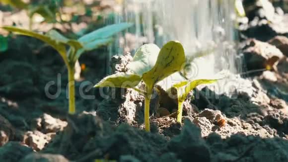 黄瓜在从花园里流出的地下水中发芽可以近距离观看视频的预览图