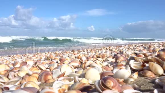海浪带着贝壳翻过海岸视频的预览图