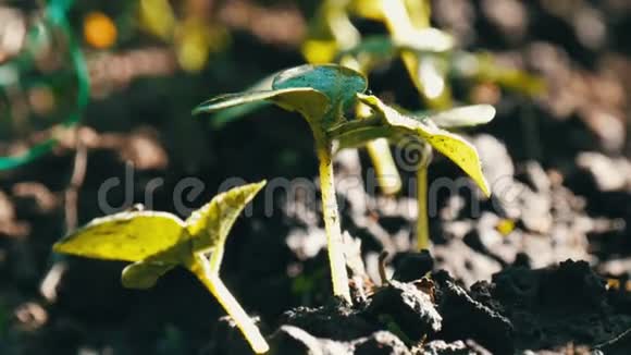 黄瓜在从花园里流出的地下水中发芽可以近距离观看视频的预览图