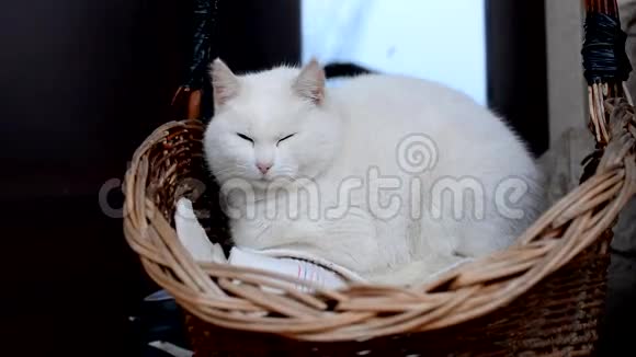 白猫在房子前面的篮子里打哈欠视频的预览图