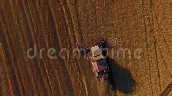荞麦田农业联合经营视频的预览图