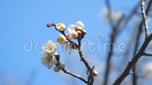 梅花或梅花预示着日本春天的到来视频的预览图