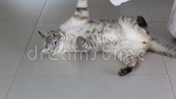 女性手是一个有趣的游戏与美丽的泰国猫视频的预览图