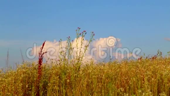 一片草地和一片鲜花的田野上蓝天白云视频的预览图