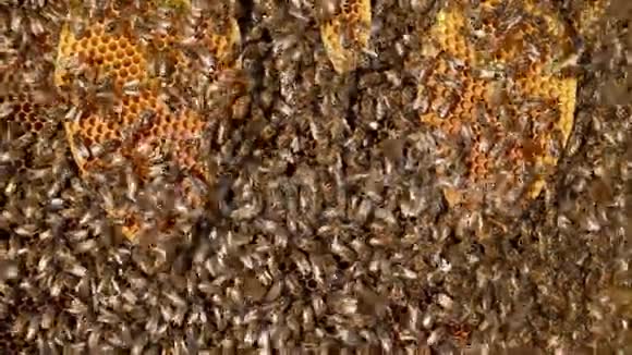 建立本能蜜蜂视频的预览图