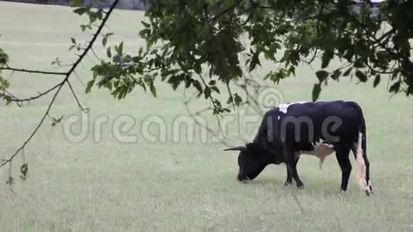 黑白牛以草为食视频的预览图