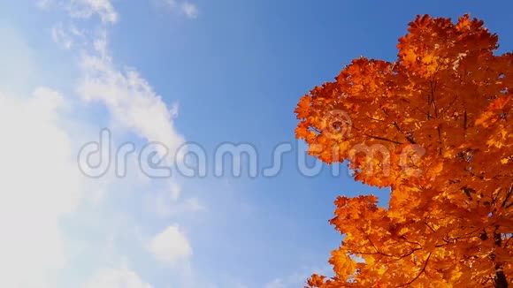 秋天的树靠在明亮的蓝天上视频的预览图