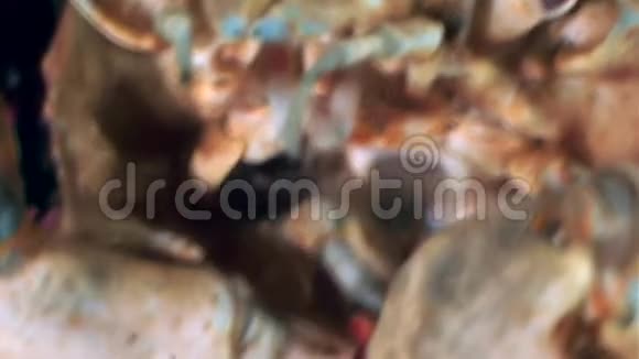 蟹爪中的虾在白海海底水下近口特写视频的预览图