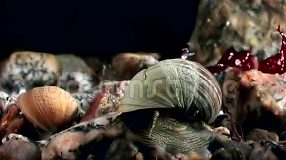 海洋蜗牛靠近海底白海视频的预览图