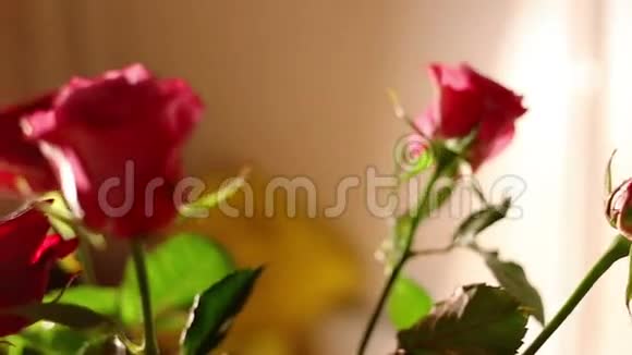 玫瑰花束多莉拍摄视频的预览图